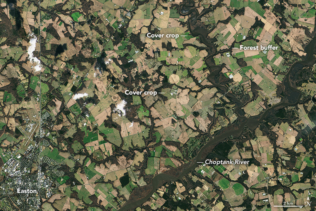 The Operational Land Imager on Landsat 8 captured a natural-color image on January
                        5, 2015, that shows winter cover crops being grown on farmland along Tuckahoe Creek
                        and the Choptank River on the Delmarva Peninsula.