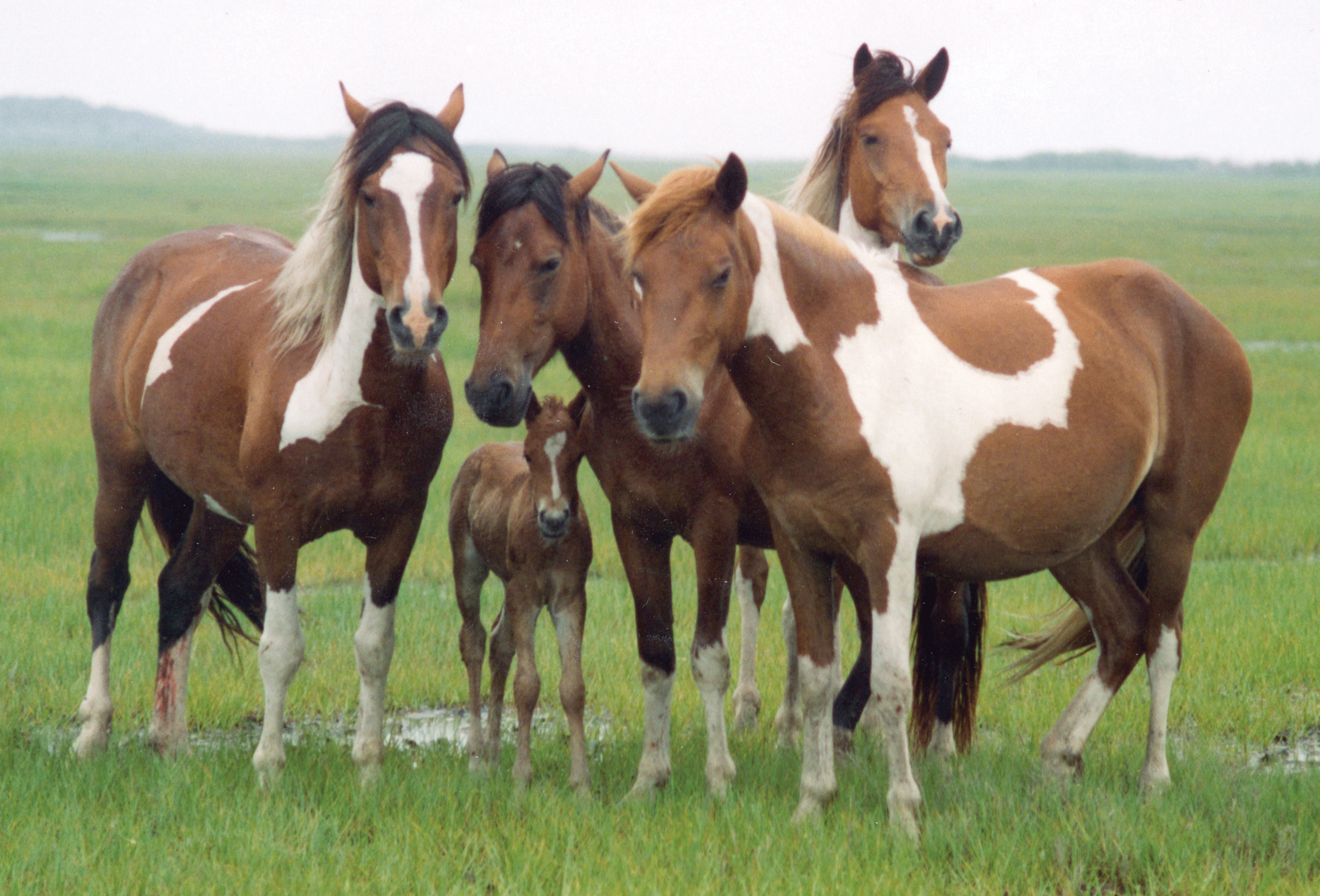 A band of Assateague Island National Seashore’s famed wild horses stand in a saltmarsh.
                        Photograph credit: U.S. National Park Service.