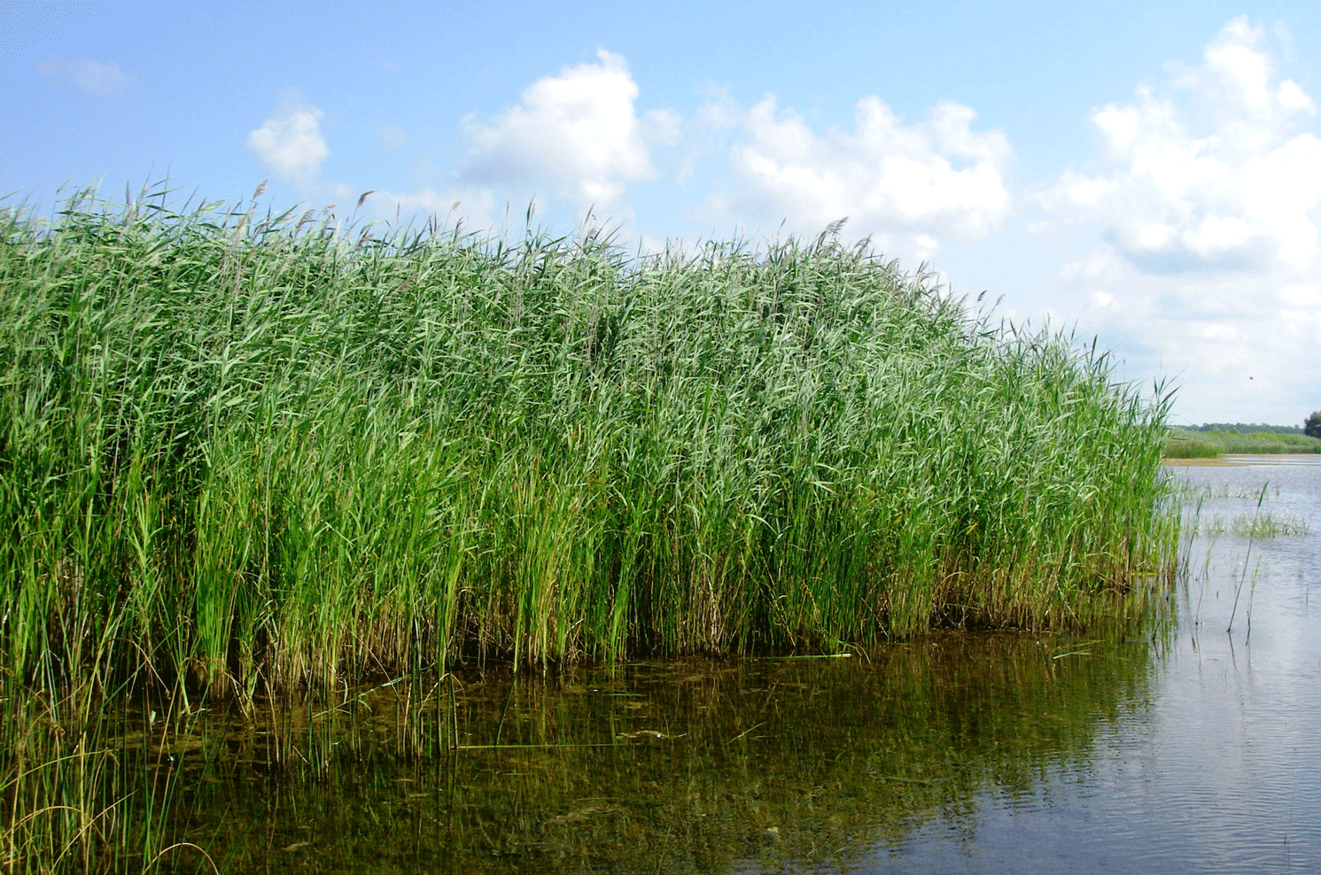 Invasive common reed is a wetland reed that can fill coastal areas with dense, tall
                        stands and cause problems for fish, people, and other plants. Photograph credit: Michigan
                        Department of Environment, Great Lakes, and Energy; used with permission.