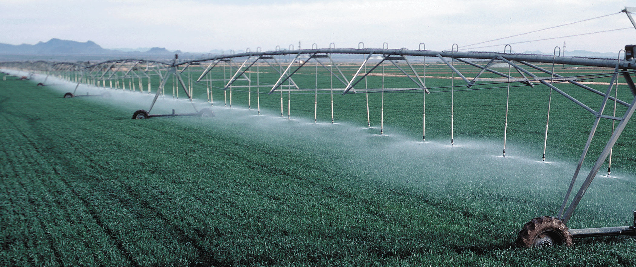 Photograph showing a wheat field being irrigated.