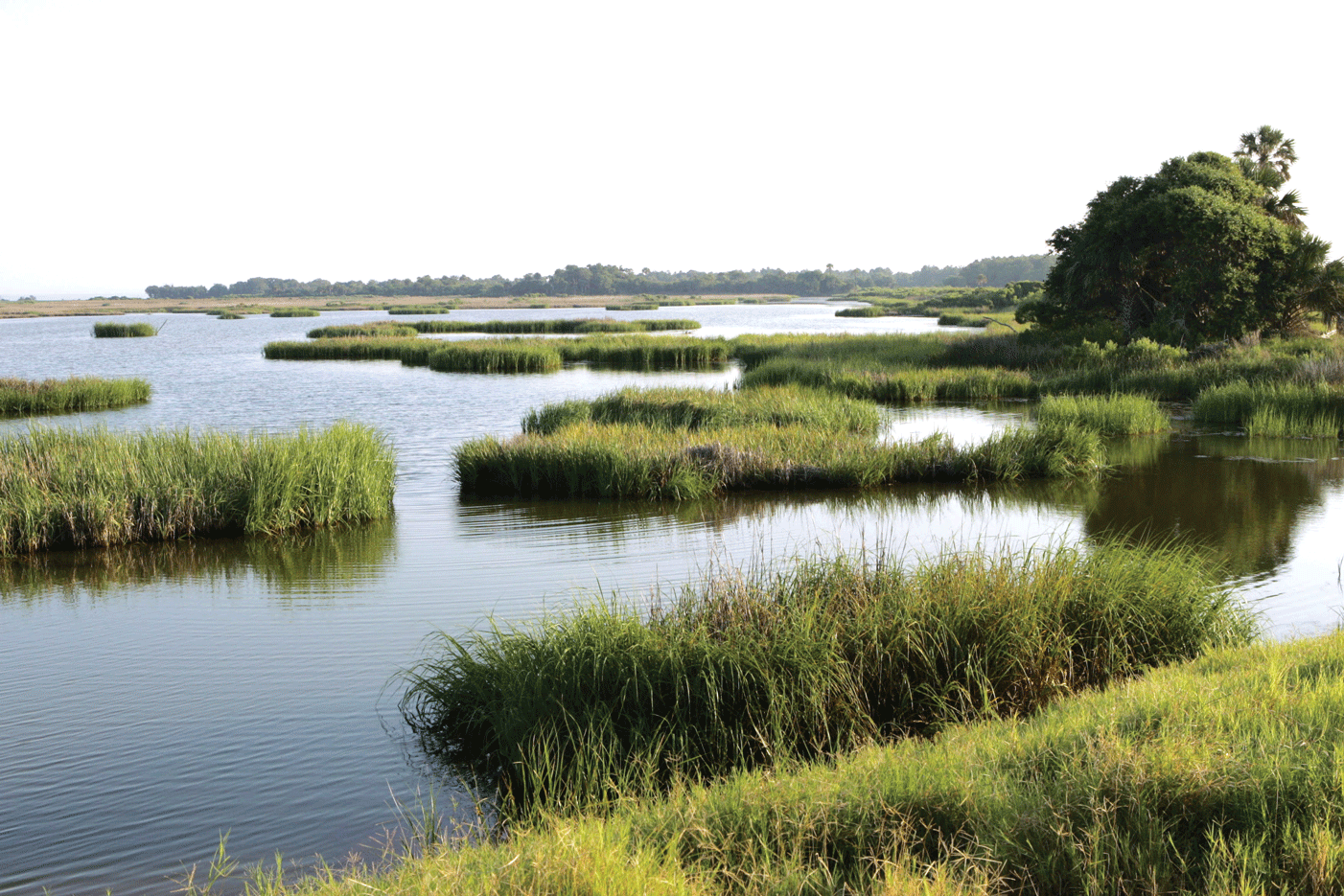 A marsh on Bulls Island off the coast of South Carolina. Photograph credit: Steve
                        Hillebrand, U.S. Fish and Wildlife Service.