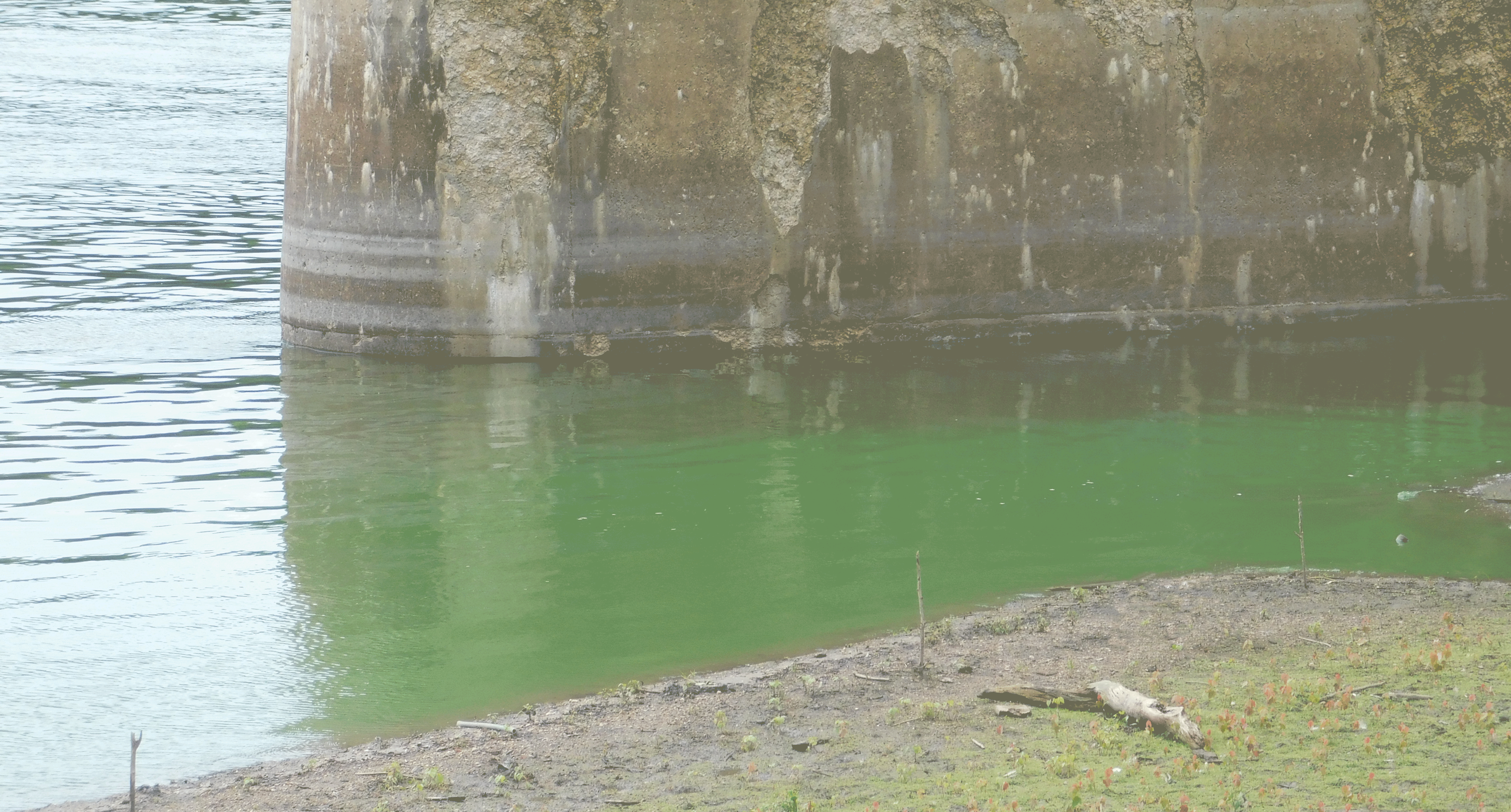 Bright green algal bloom visible in the Illinois River.