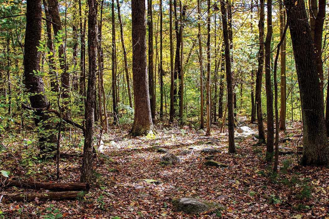 Forests, like this one in Minute Man National Historic Park, occupy more than 60 percent
                        of Massachusetts and are significant sources of carbon storage and sequestration.
                        Photograph credit: Victoria Stauffenberg, National Park Service; used with permission.