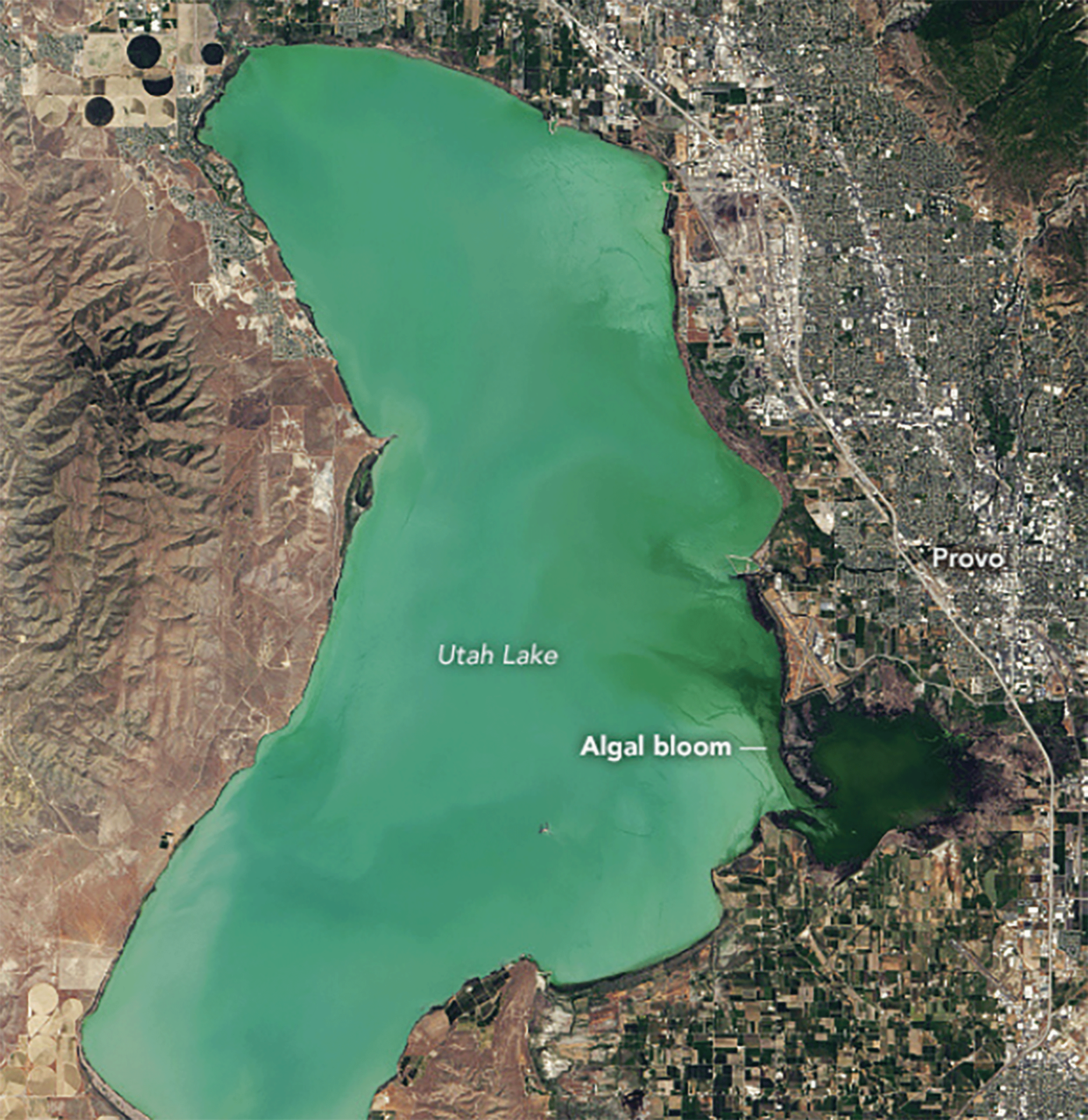 Deep green algal bloom in Utah Lake.
