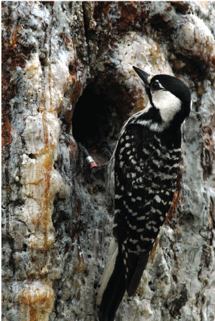 Photograph of a red-cockaded woodpecker perched on the cavity of a longleaf pine.