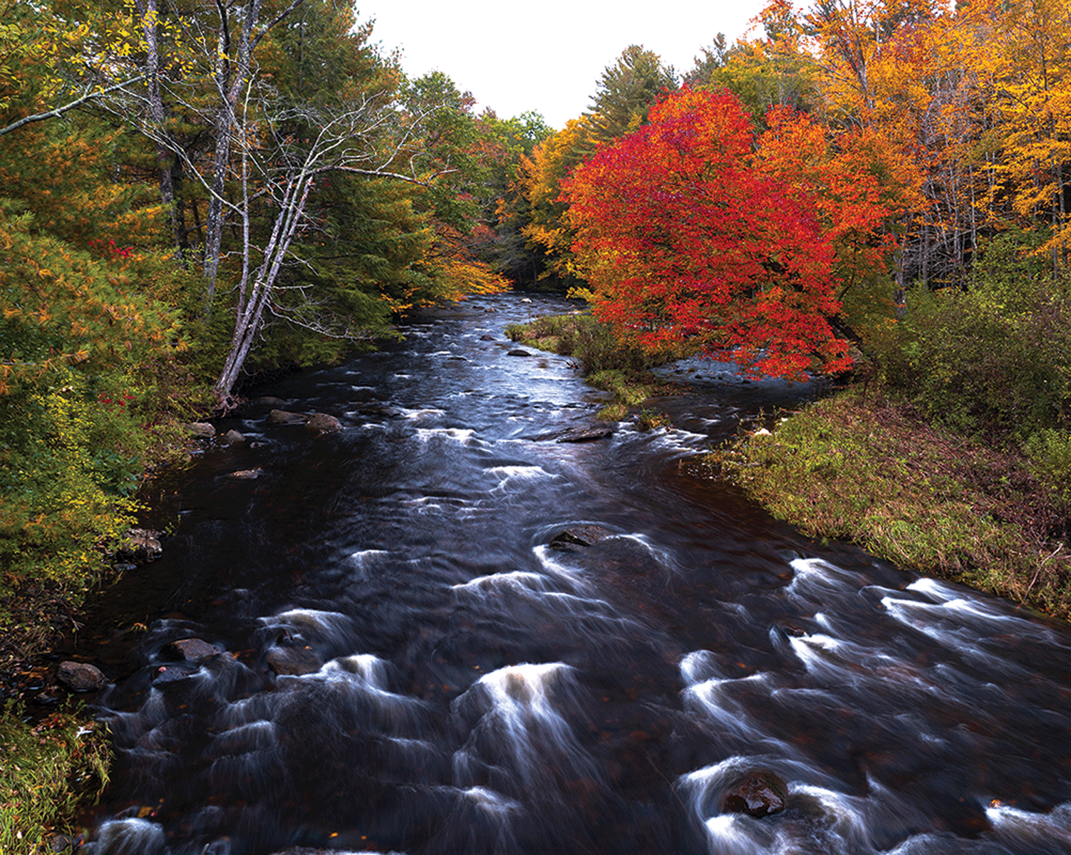 Photograph showing Farmington River. The trees along the bank show fall leaf colors.