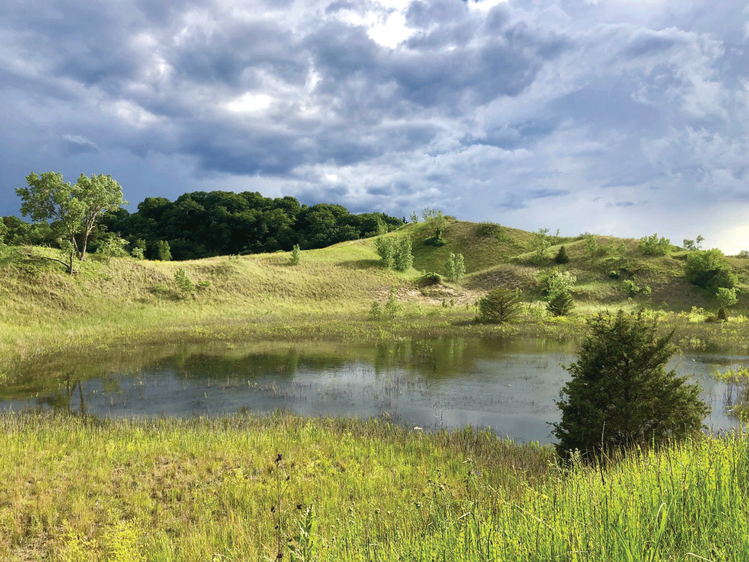 Photograph of a small pond surrounded by grass and small trees.