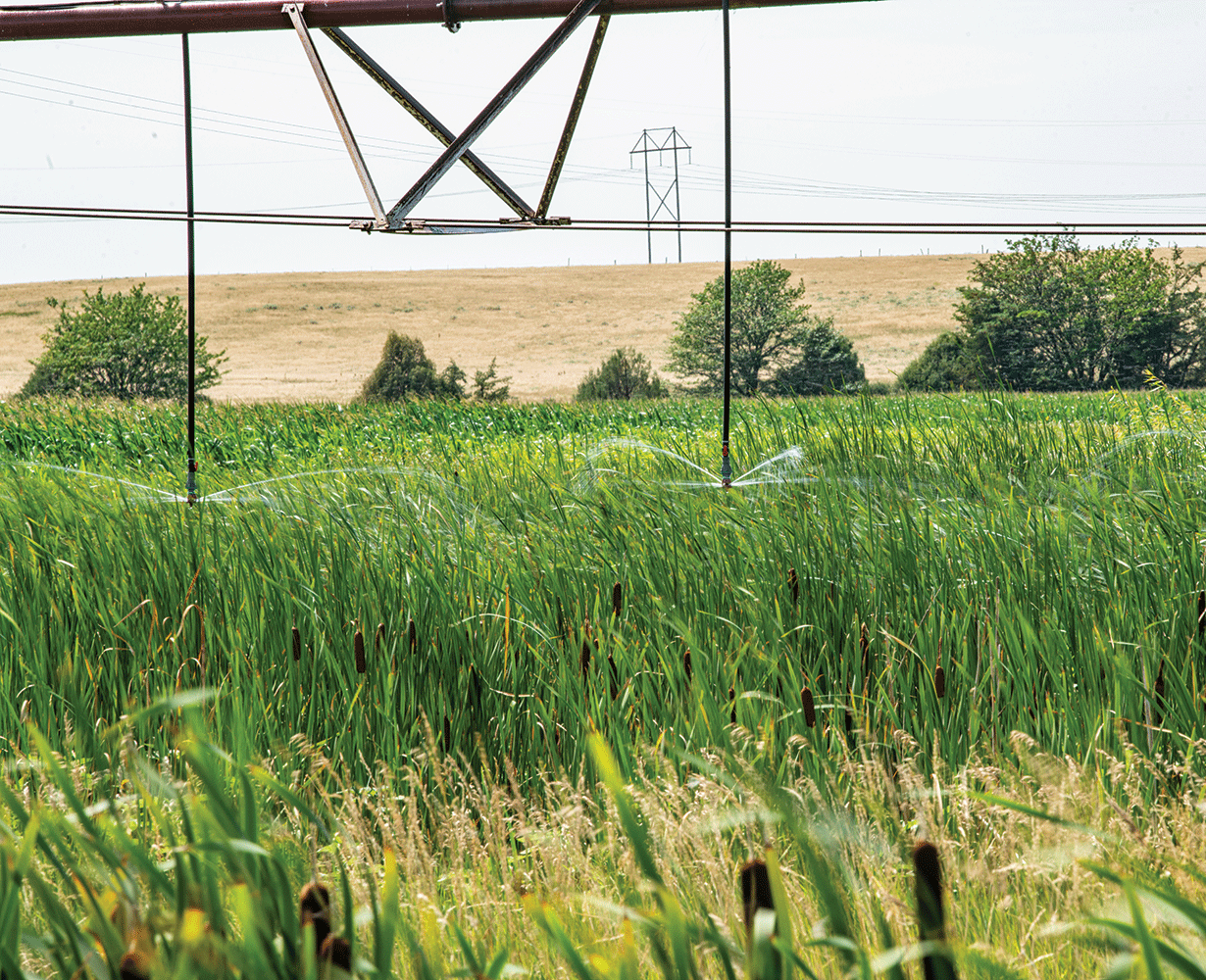 Photograph of a field of cattail with pivot irrigation and a microsprinkler in northeastern
                     Nebraska.