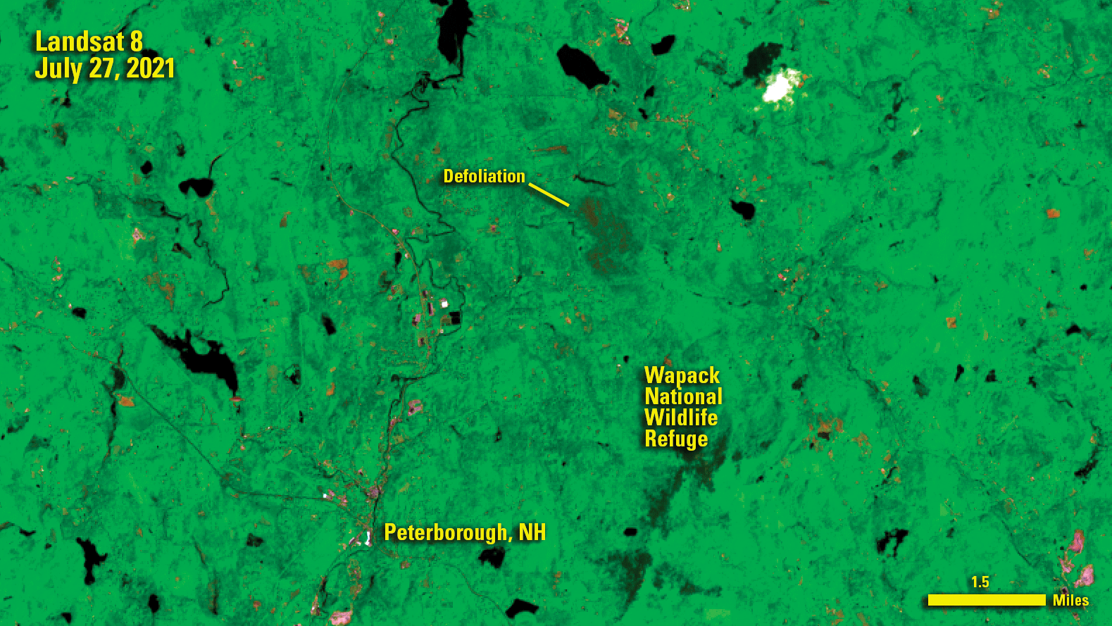 Landsat image showing defoliation in the Wapack National Wildlife Refuge.