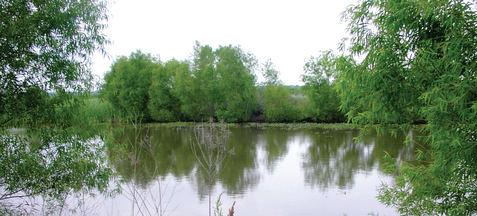 Photograph of a small body of water surrounded by lush trees.