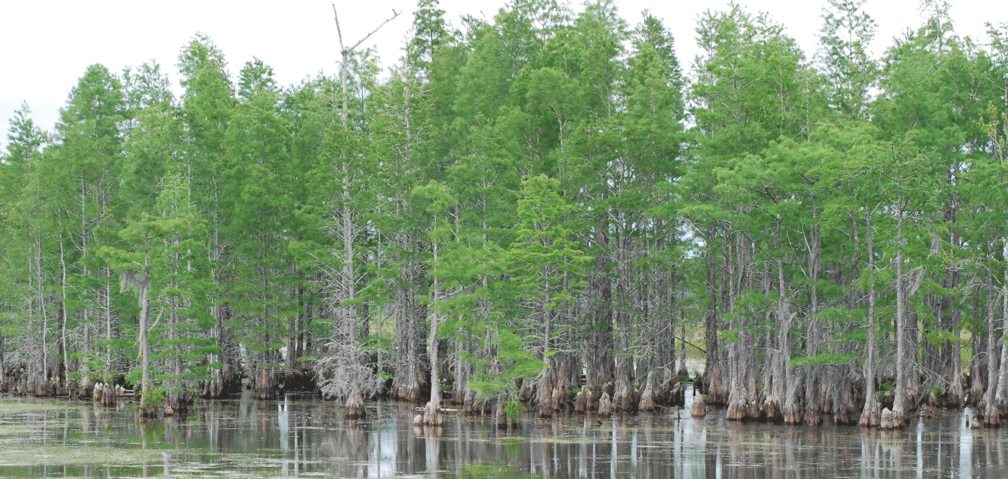 Image of a wooded swamp in Mississippi.
