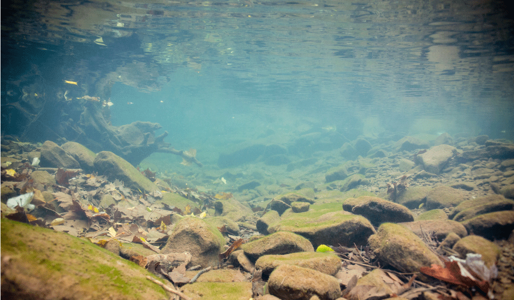 View of stream from underwater showing leaves and green moss-covered rocks.  Photograph
                        by Ryan Hagerty, U.S. Fish and Wildlife Service, used with permission.