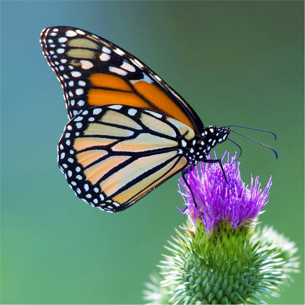 A monarch butterfly lands on a purple flower. Photograph by Grayson Smith, U.S. Fish
                        and Wildlife Service, used with permission.