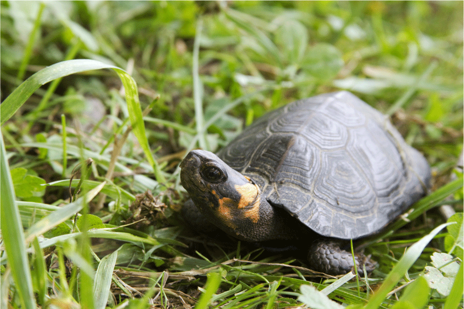 A brown bog turtle sits in the tall, green grass and looks around. Photograph by Garry
                        Pebbles, U.S. Fish and Wildlife Service, used with permission.
