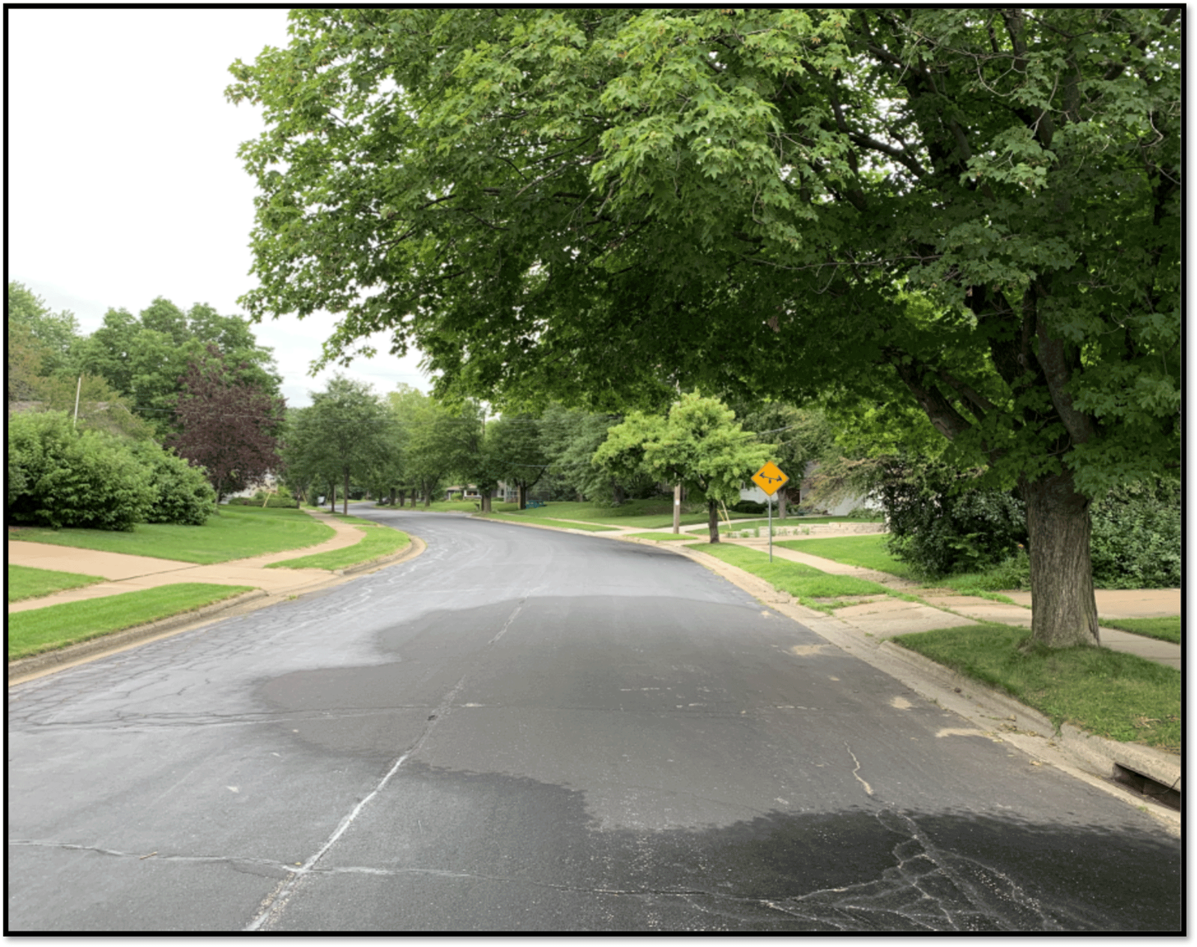 Street surrounded by green vegetation after rainfall.
