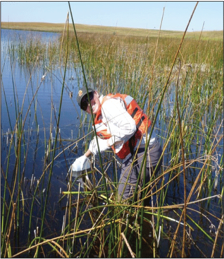 Photograph showing hydrologist filling a water bottle while standing in a wetland.
