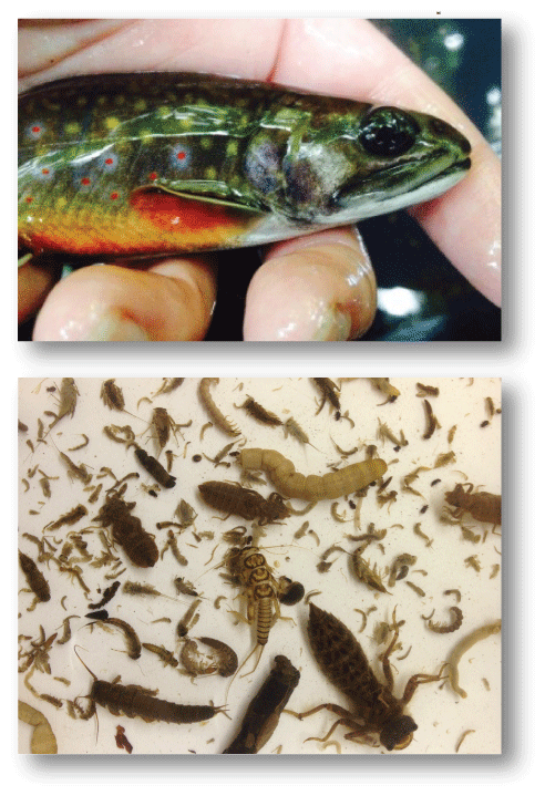 Left photo showing various macroinvertebrates, right photo showing a brook trout