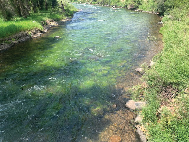 Benthic algae at North Fork White River at Buford, Colorado.