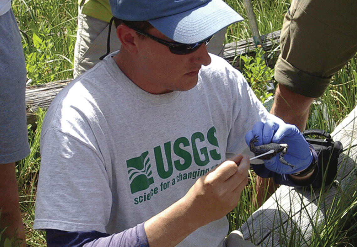 A USGS scientist demonstrates swabbing the skin of a boreal toad (Anaxyrus boreas boreas) to detect amphibian chytrid fungi.