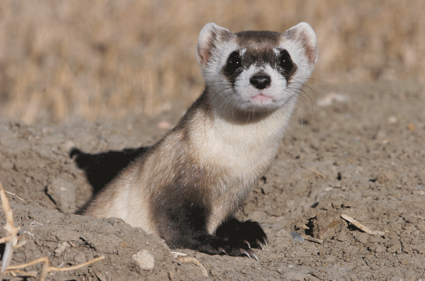 The USGS has developed an oral vaccine to protect the endangered black-footed ferret
                        (Mustela nigripes) from plague. 