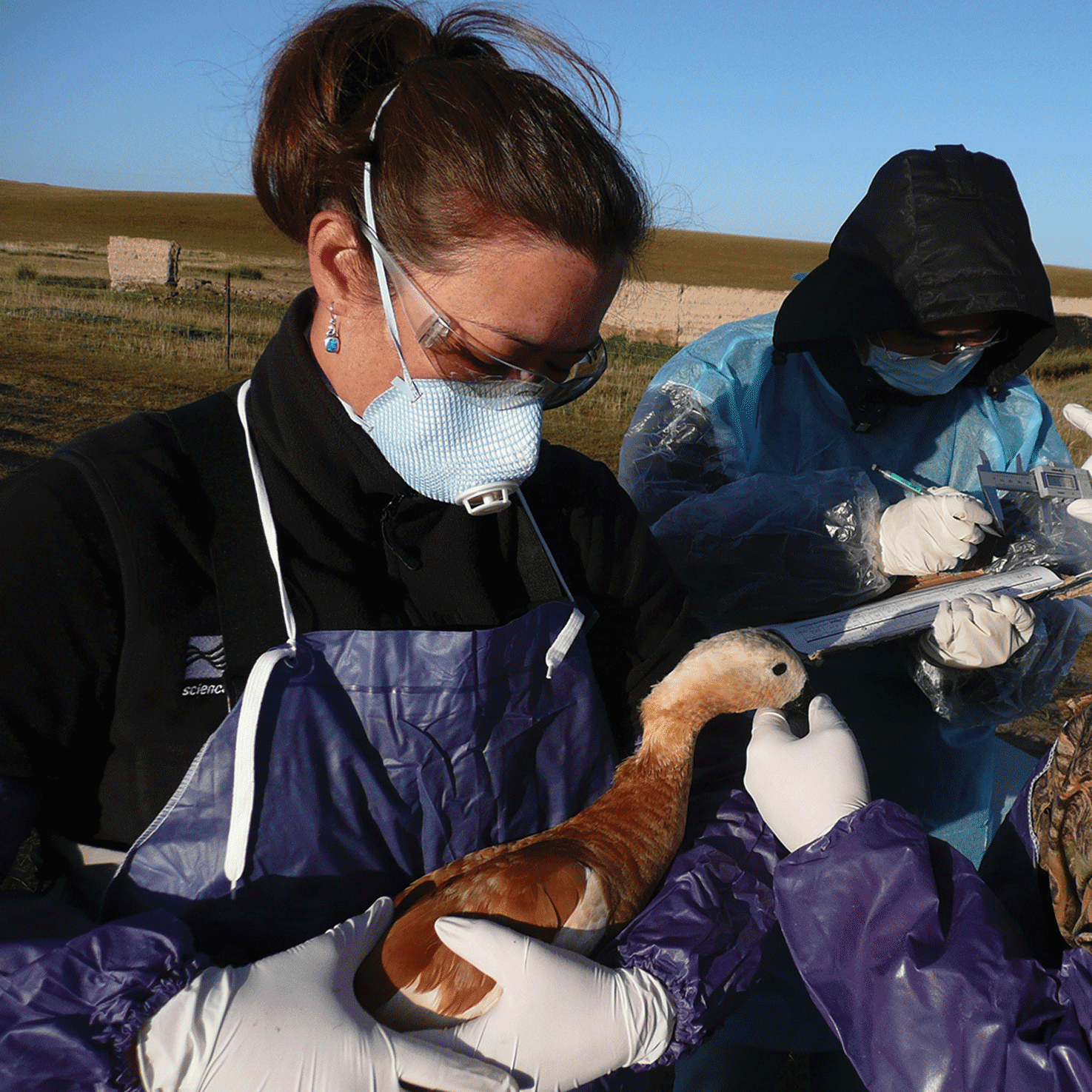USGS scientist Dr. Diann J. Prosser examining a ruddy shelduck (Tadorna ferruginea) in China. She studied movements of this migratory species that was infected in the
                        2005 Qinghai Lake HPAI outbreak. Photograph by John Y. Takekawa, U.S. Geological Survey.