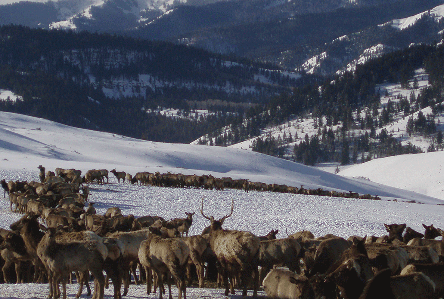 A herd of elk (Cervus elaphus) gather on a feedground during winter in the western United States.