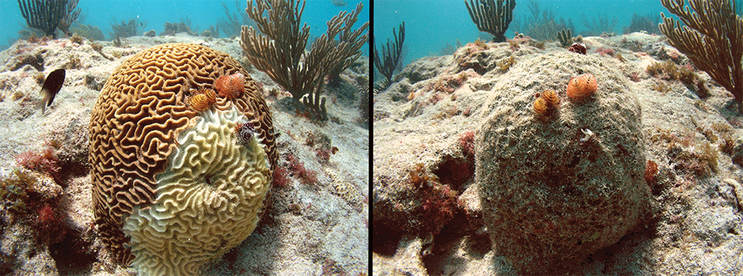 Two photographs of the same coral colony of symmetrical brain coral, Pseudodiploria strigosa, that was infected by Stony Coral Tissue Loss Disease in April 2015 (left photo)
                        and completely dead by April 2016 (right photo). The USGS supports the National Oceanic
                        and Atmospheric Administration in the outbreak investigation and research response
                        to this disease. Photographs by Ilsa B. Kuffner, U.S. Geological Survey.  