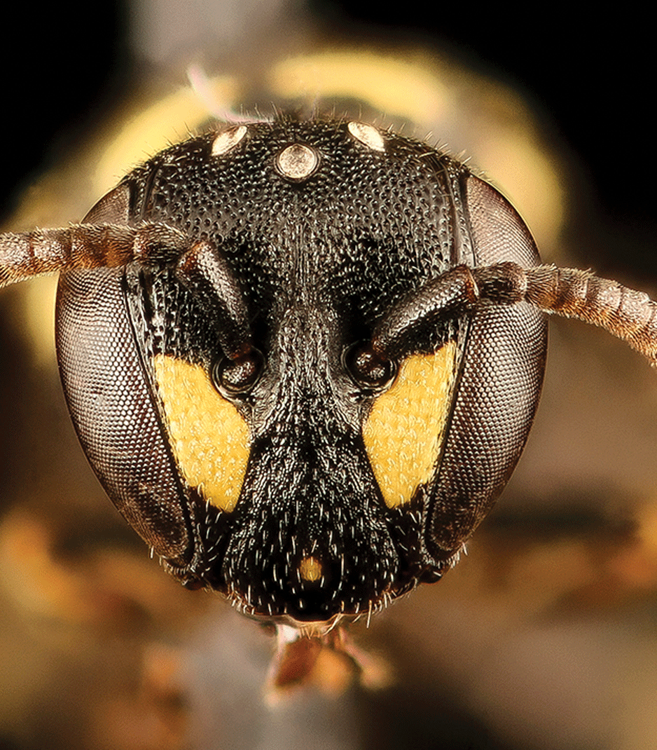 Close up view of black and yellow bee head with antennae. 