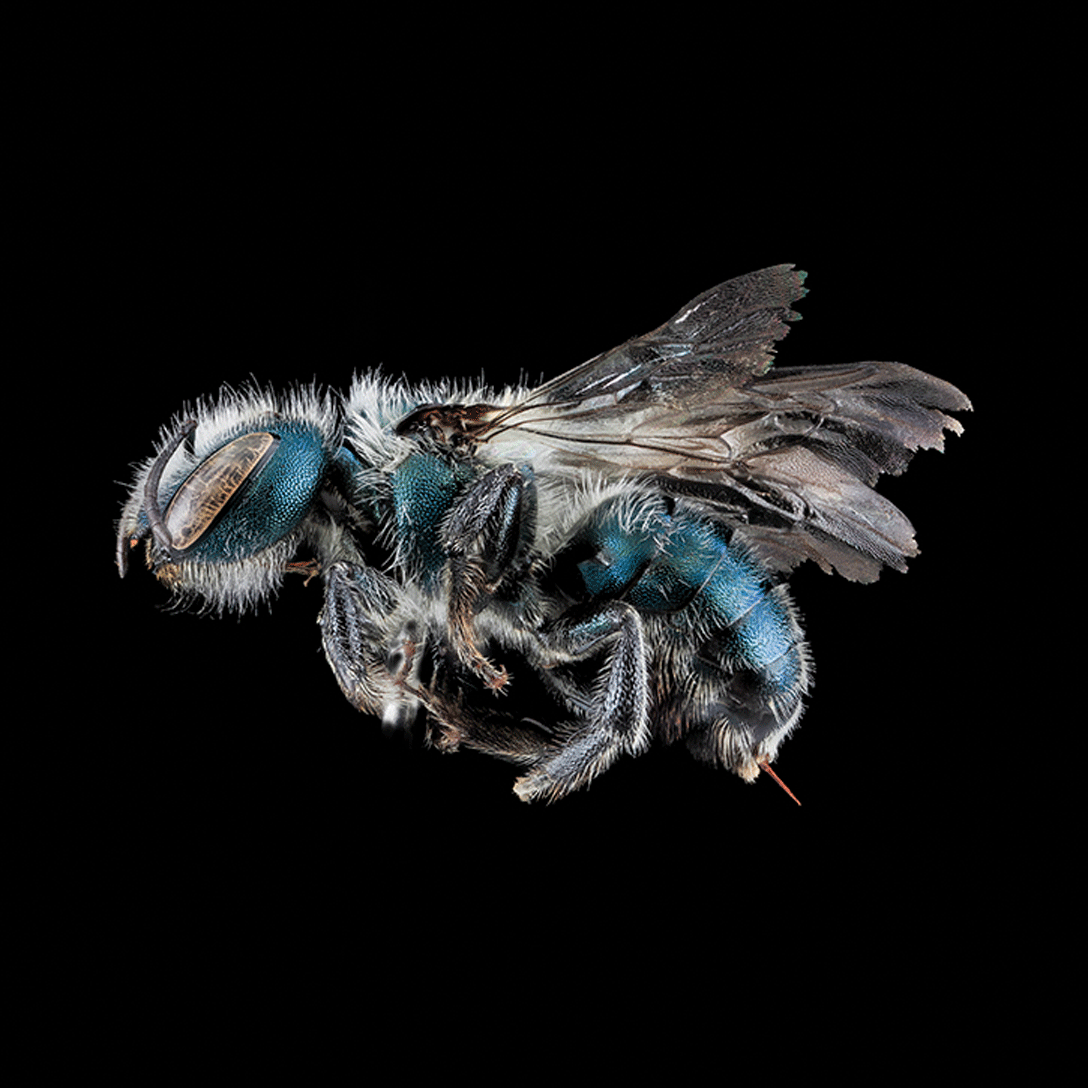 Close up profile view of a blue bee on a black background.