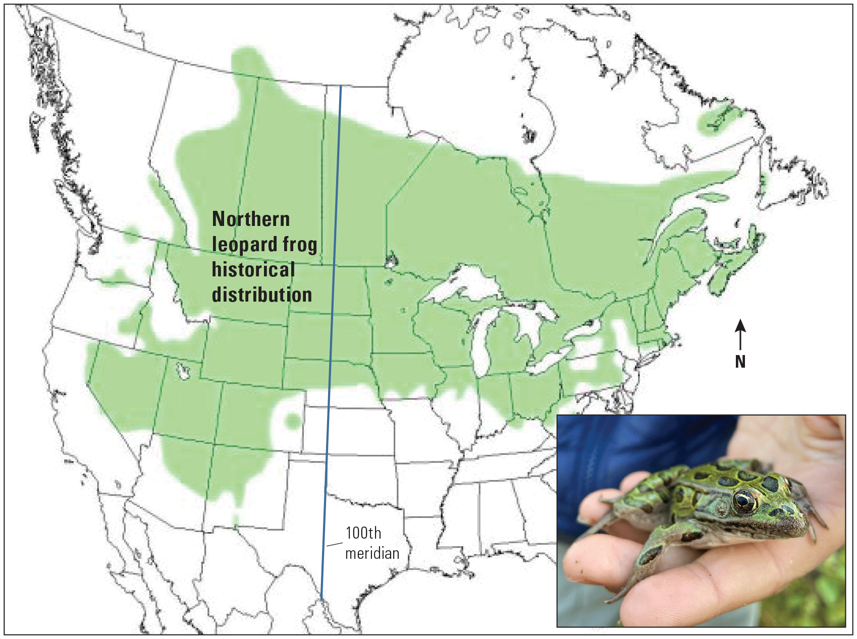 Northern leopard frog population shown as shading throughout the north-central United
                        States and photograph of northern leopard frog.