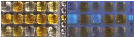 Thirteen cultures of water samples show coliforms, two of which also show Escherichia
                     coli