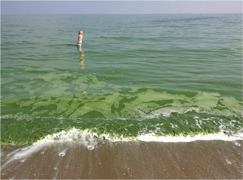 The water is green, opaque, and foamy. A swim barrier buoy floats in the background