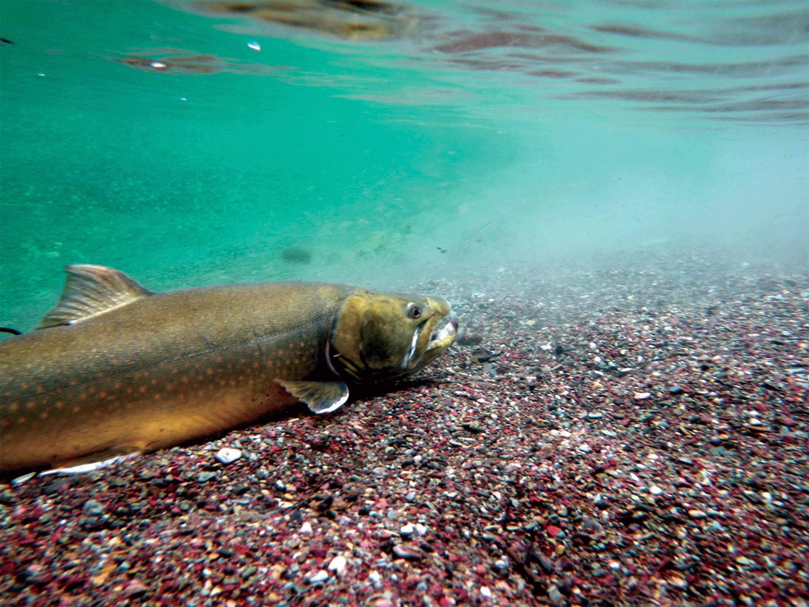 A bull trout is underwater.