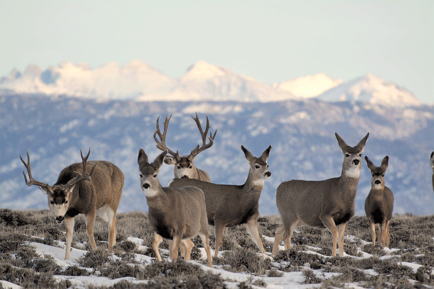 Six mule deer walk through patches of snow in the mountains.
