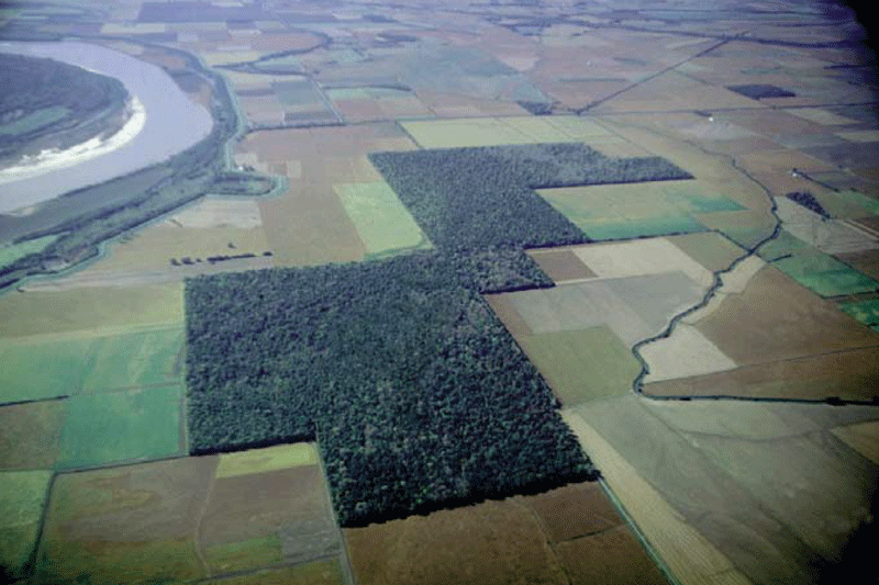 Cultivated fields and wooded tracts dominate the land use in the nearly flat-lying
                     Mississippi Alluvial Plain.