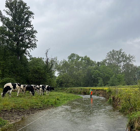View down the length of stream with person wading at bend in stream. Pasture on either
                     side, cows graze to the left. Raining.