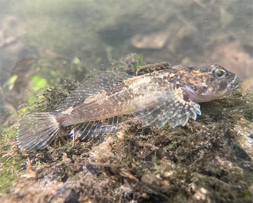 A fish, a Potomac sculpin (Cottus girardi), found in regional streams.