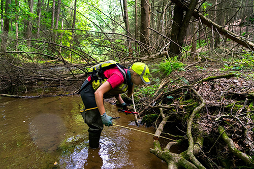 A person in protective equipment standing in a stream taking measurements near the
                     edge amidst large, dense tree roots.