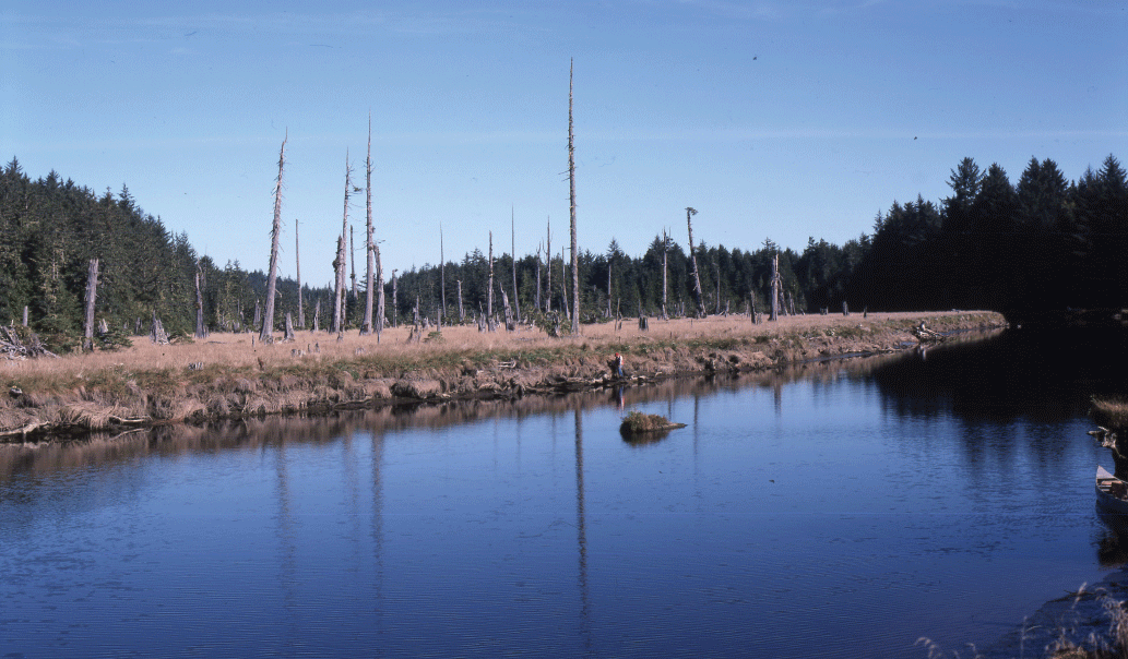 Dead trees along the Copalis River, Washington.