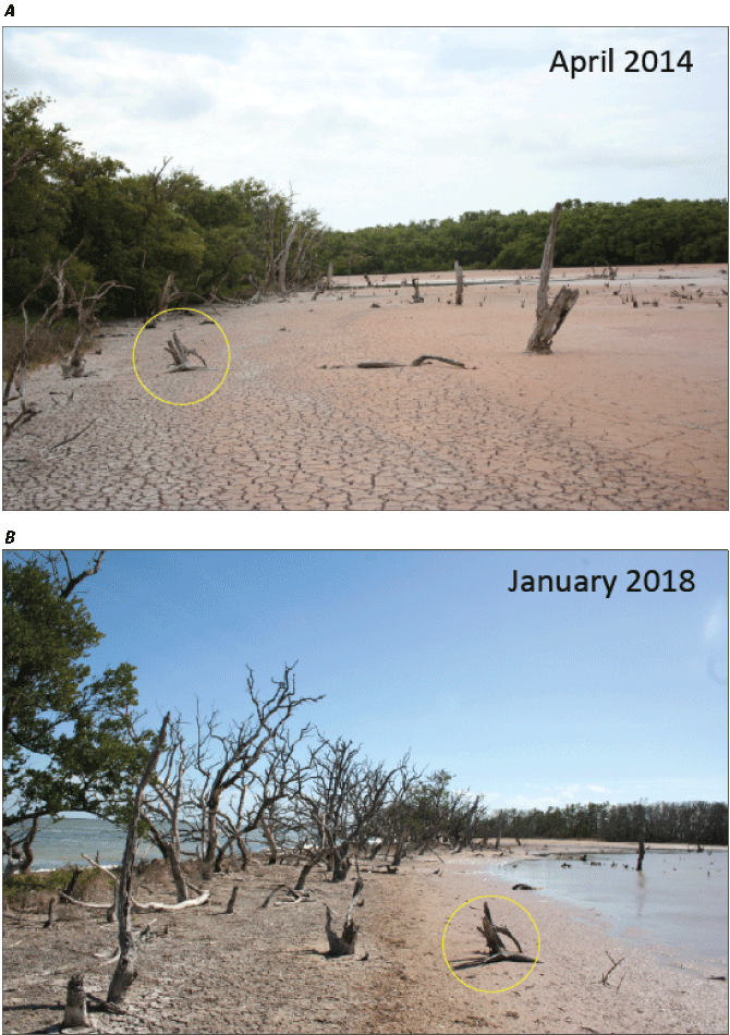 Figure part B shows onshore water; also, stripped foliage and a resulting view of
                        the ocean that is unseen in part A.
