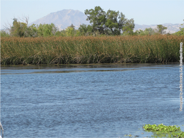 1. A scene with a channel in the foreground, wetland vegetation (tules) in the middle,
                     and Mount Diablo in the background.