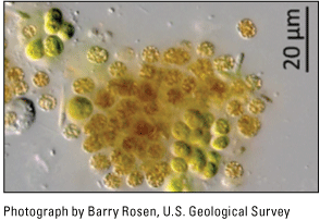3. Microcystis blooms consist of alga that are round in shape and have diameters less
                     than 20 microns.