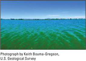 4. Algal blooms can turn a large expanse of water green, potentially sickening humans
                     or animals that come in contact.
