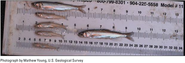 5. A white board with numerous rulers has various sizes of shimmering Longfin smelt
                     overlain on top of it.