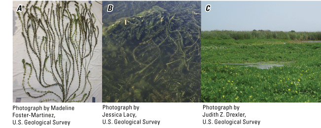 9. Brazilian waterweed grows densely throughout the water column. Floating water primrose
                     grows in monocultures along channels.