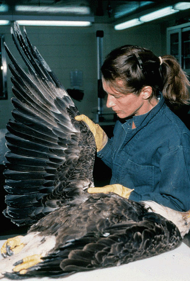 Photo showing a biologist examining a dead bald eagle.