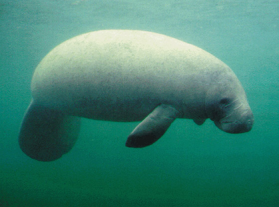 Photo of a manatee in Florida waters.
