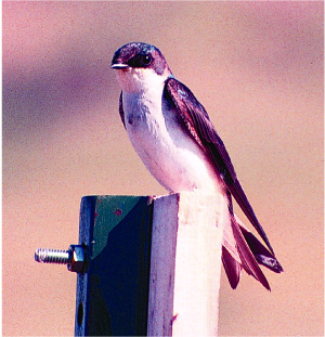 Fig 5.  Picture of tree swallow