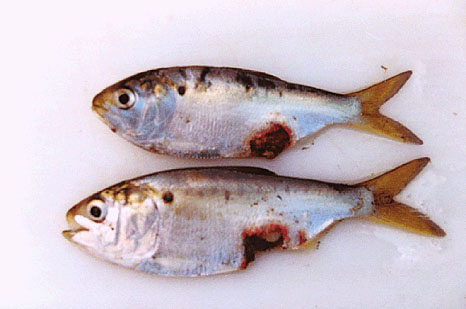 Menhaden with lesions; Wicomico River, August 1998. 