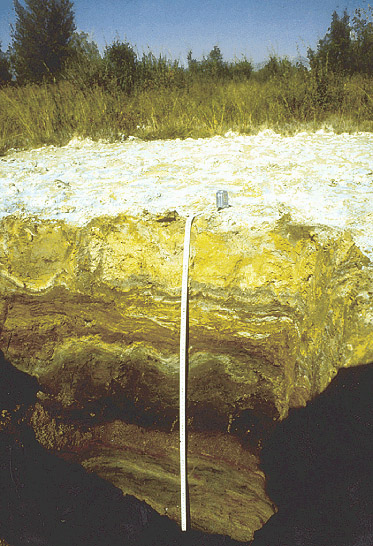 Photo of tailings deposit on the Clark
Fork flood plain.